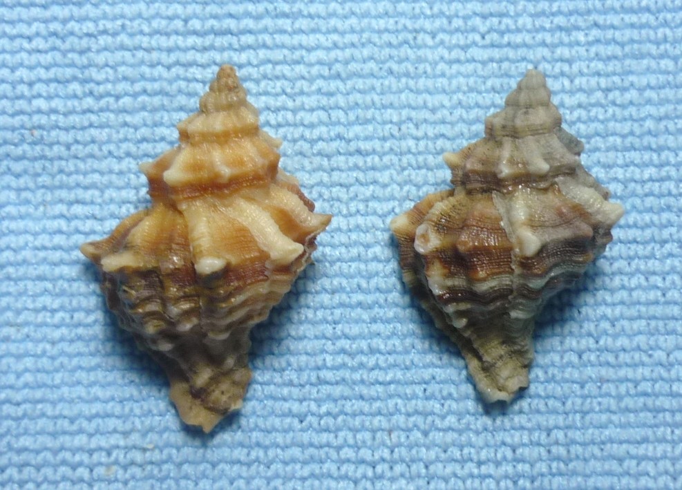 Hexaplex trunculus
